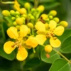 Buy Kassod, Cassia siamea | Senna siamea- Tree Online