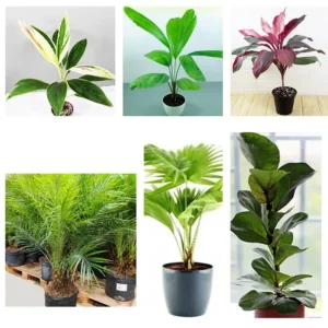 Buy Pack of 6 Foliage Indoor Plants Online