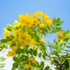 Buy Kassod, Cassia siamea | Senna siamea- Tree Online