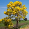 Buy Kassod, Cassia siamea | Senna siamea- Tree Online