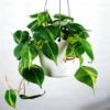 Buy Dence Pothos Plants (Pack of 6) Online - Nursery Nisarga