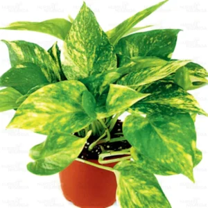 Buy Dence Pothos Plants (Pack of 6) Online - Nursery Nisarga