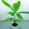 Buy Pack of 6 Foliage Indoor Plants Online