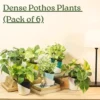 Buy Dense Pothos Plants (Pack of 6) from nursery nisarga