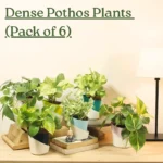 Buy Dense Pothos Plants (Pack of 6) from nursery nisarga