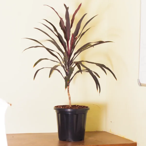 Buy Dracaena Mahatma (Thin Long Leaves) | Cordyline Terminalis - Plant Online at Nursery Nisarga