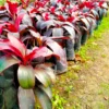 Buy Dracaena Red Ruby Ornamental Plant Online