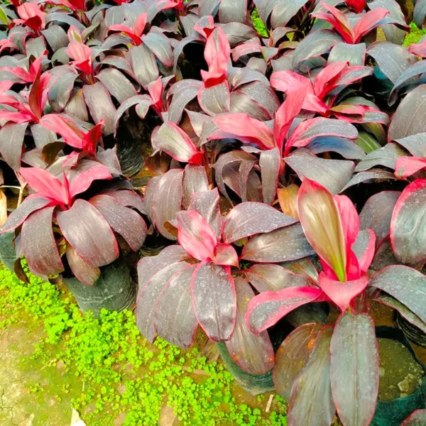 Buy Dracaena Red Ruby Ornamental Plant Online