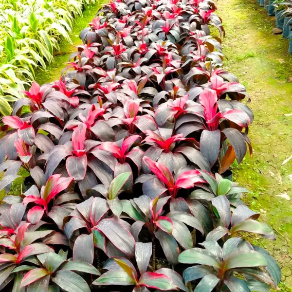 Buy Dracaena Red Ruby Ornamental Plant Online