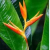 Buy Heliconia Rostrata Plant Online at Nursery Nisarga