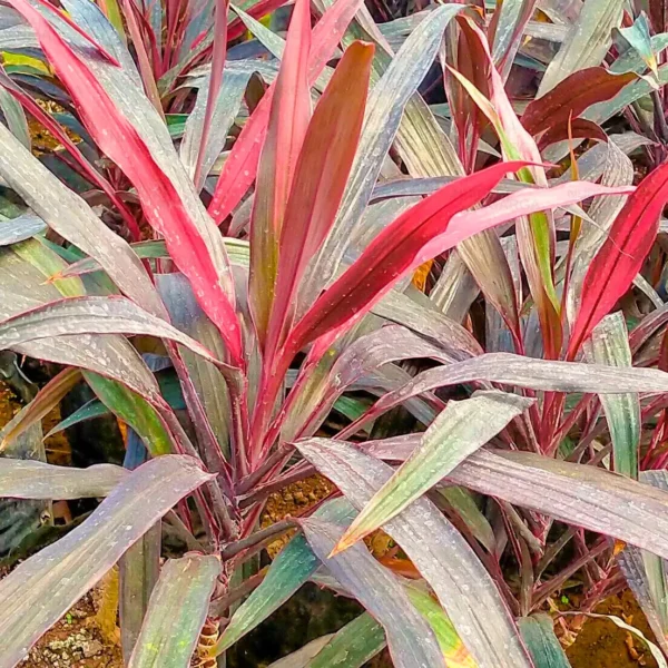 Buy Dracaena Mahatma (Thin Long Leaves) | Cordyline Terminalis - Plant Online