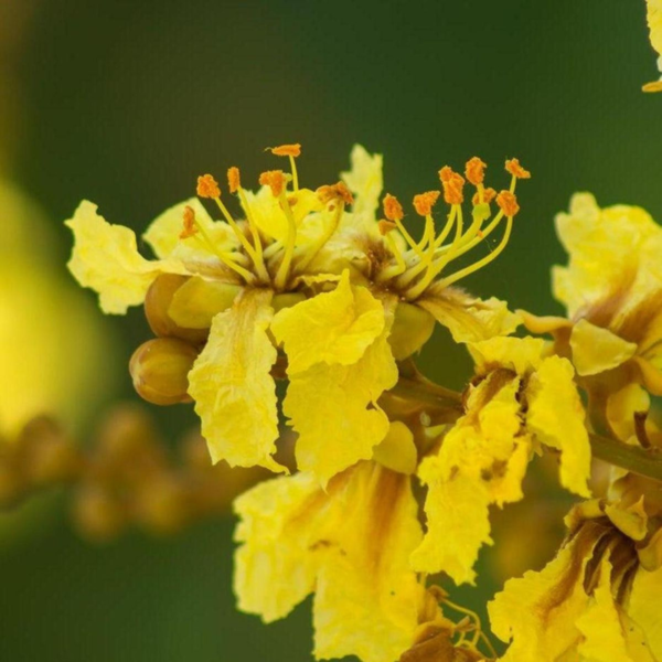 Buy Peltophorum Pterocarpum, Yellow flametree, flamboyant plant from Nursery Nisarga
