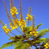 Buy Peltophorum Pterocarpum, Yellow flametree, flamboyant plant from Nursery Nisarga