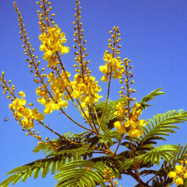 Buy Peltophorum Pterocarpum, Yellow flametree, flamboyant plant from Nursery Nisarga