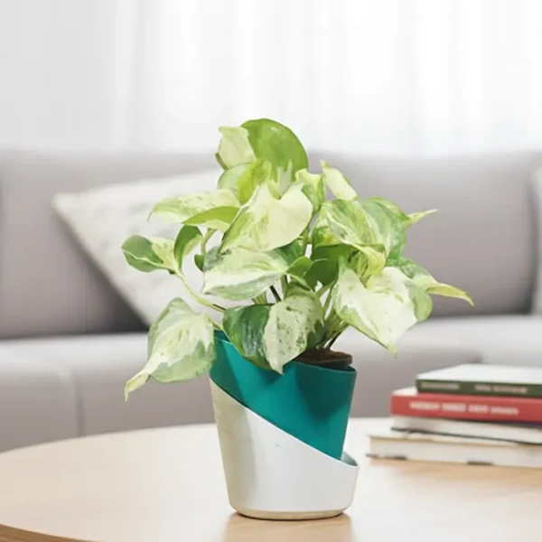 Buy Dense Pothos Plants (Pack of 6) from nursery nisarga