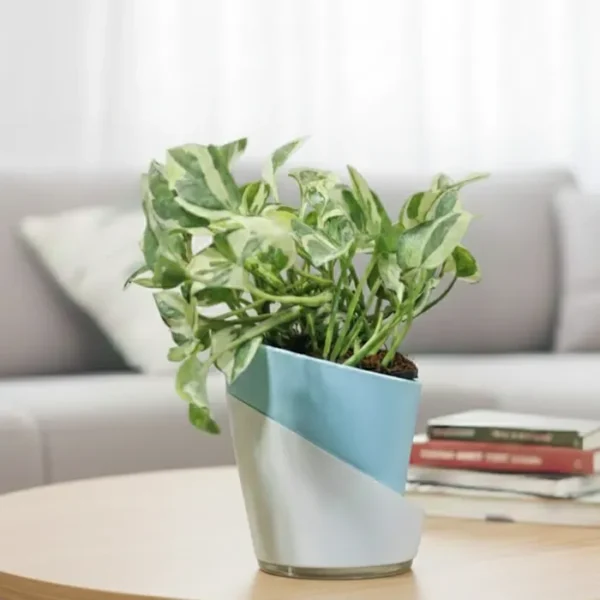 Buy Dense Pothos Plants (Pack of 6) from nursery nisarga