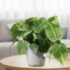 Buy Dense Pothos Plants (Pack of 6) from nursery nisarga