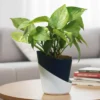 Buy Dense Pothos Plants (Pack of 6) from nursery nisarga