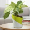 Buy Dense Pothos Plants (Pack of 6) from nursery nisarga