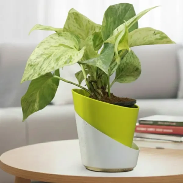 Buy Dense Pothos Plants (Pack of 6) from nursery nisarga