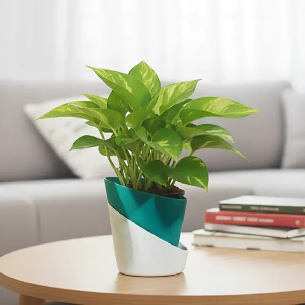 Buy Dense Pothos Plants (Pack of 6) from nursery nisarga