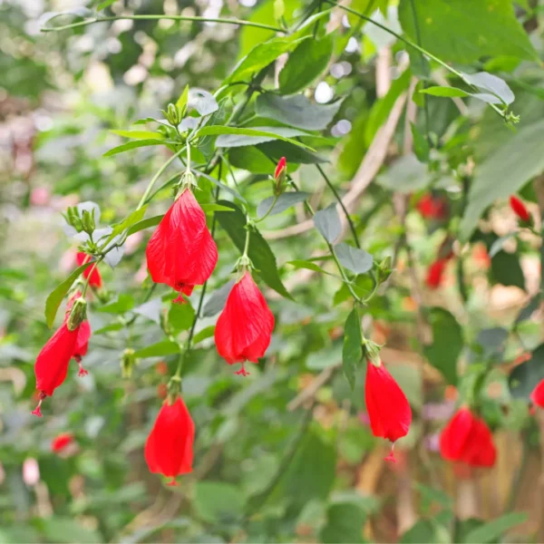 Buy Malvaviscus Hibiscus | Sleeping, Chilli Hibiscus Plant online