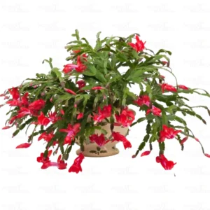 Buy Christmas Cactus Red Online at Nursery Nisarga