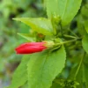 Buy Malvaviscus Hibiscus | Sleeping, Chilli Hibiscus Plant online