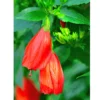 Buy Malvaviscus Hibiscus | Sleeping, Chilli Hibiscus Plant online