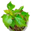 Buy Malvaviscus Hibiscus | Sleeping, Chilli Hibiscus Plant online