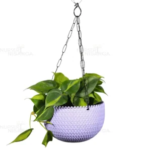 Buy Philodendron Brasil Pothos - Plant From Nursery Nisarga