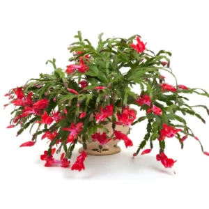 Buy Christmas Cactus Red Online at Nursery Nisarga