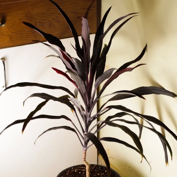 Buy Dracaena Mahatma (Thin Long Leaves) | Cordyline Terminalis - Plant Online at Nursery Nisarga