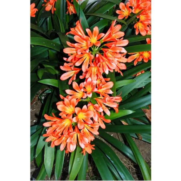 thumbnail image 2 of YEGAOL Garden 20Pcs Kaffir Lily Seeds Clivia Miniata Natal 2 of 11