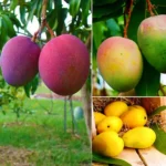 Buy Neelam Mango Grafted Plant- Nursery Nisarga