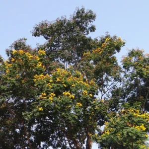 Buy Peltophorum Pterocarpum, Yellow flametree, flamboyant plant online