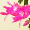 Buy Christmas Cactus PINK Online at Nursery Nisarga