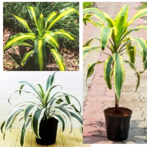 Buy Rare Dracaena Plant Pack of 3 Online - Nursery Nisarga