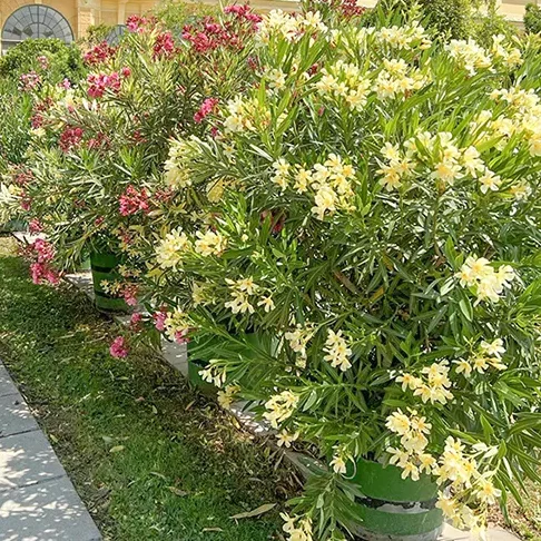 Buy Kaner, Nerium Oleander (Cream Yellow) Online