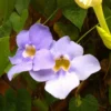 Buy Bengal clockvine | Thunbergia grandiflora Plant | Blue Trumpet Vine Online