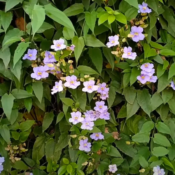Buy Bengal clockvine | Thunbergia grandiflora Plant | Blue Trumpet Vine Online