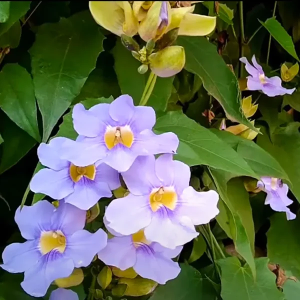 Buy Bengal clockvine | Thunbergia grandiflora Plant | Blue Trumpet Vine Online