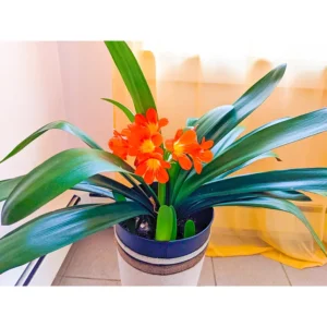 Buy Clivia Miniata, Bush lily, Natal lily - Plant Online