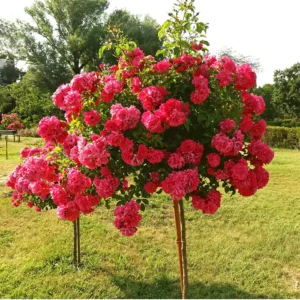 Buy Standard Roses Plant Online at Nursery Nisarga