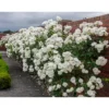 Buy Standard Roses Plant Online at Nursery Nisarga