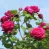 Buy Standard Roses Plant Online at Nursery Nisarga