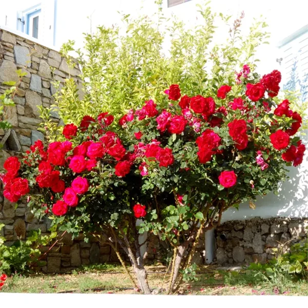 Buy Standard Roses Plant Online at Nursery Nisarga