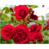 Buy Standard Roses Plant Online at Nursery Nisarga