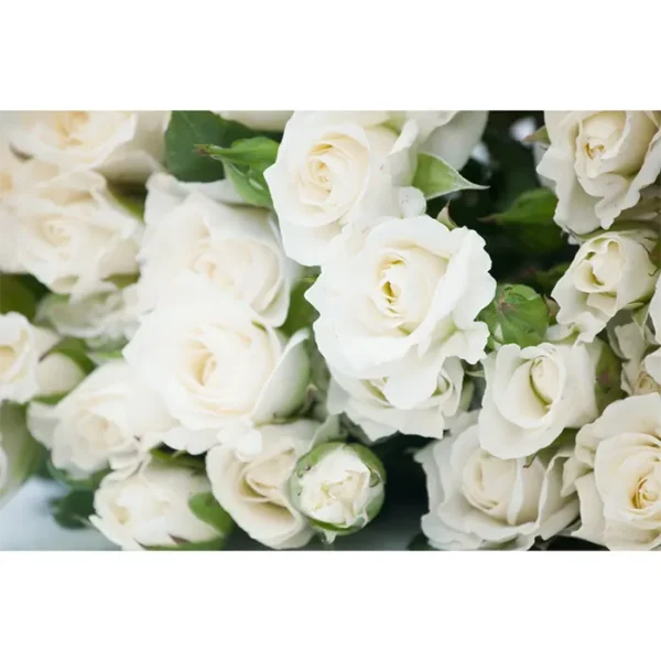 Buy Standard Roses Plant Online at Nursery Nisarga