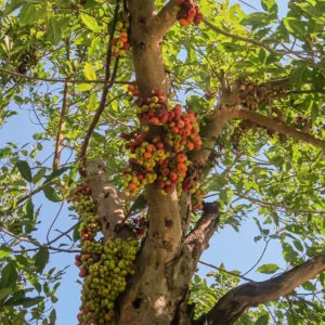 Buy Cluster fig, Gular Tree Online Available at Nursery Nisarga